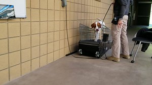 With the around the clock care and constant activities, our search dogs are both challenged and engaged by our amazing Canine Care and Training staff that continue to remain on site and practice social distancing with our search dogs in-training throughout Mondays and every day of the week! | National Disaster Search Dog Foundation