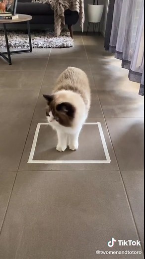 Cats and Squares: A Fascinating Experiment