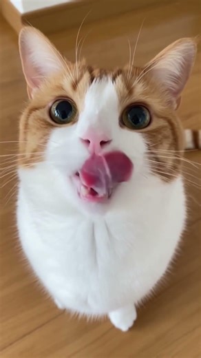 Adorable Wiwi😗🧡🧡#cat #pets