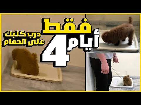 Only 4 days, train your dog to use the toilet