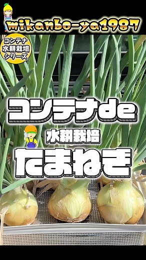 水耕栽培で育てた特大玉ねぎの成功法