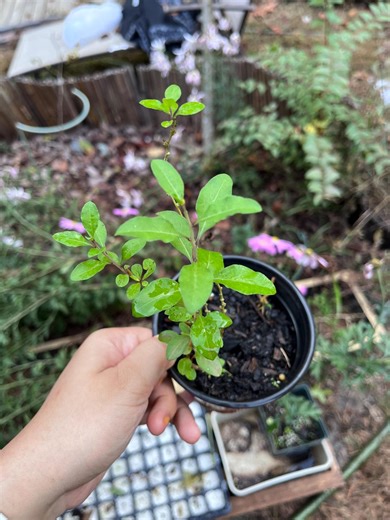 Live Goji Berry Plant: Lycium Barbarum, Easy Grow, Hardy, 구기자 Gugija | Recommend for Beginners - Etsy