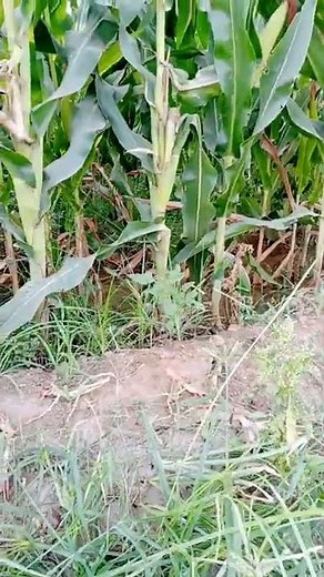 Teri mitti me mil Java