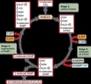 Calvin Cycle