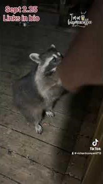 My Raccoon Buddy Big Old Boo at the Door for snacks,Peanut Butter Club , By R Conyard #raccoons