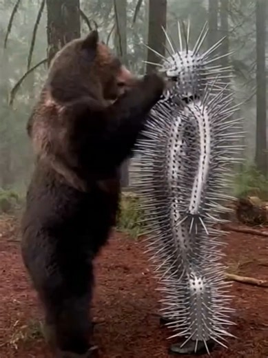 "When you want a hug but life gives you spikes.#CactusMan #WildLife #L... | Wildlife Animals