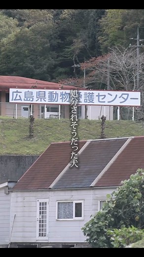 野良犬を助けるピースワンコの活動