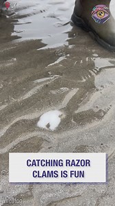 2.5M views · 2.1K reactions | I had no idea you can find THIS on the beach  | Bright Side | Facebook