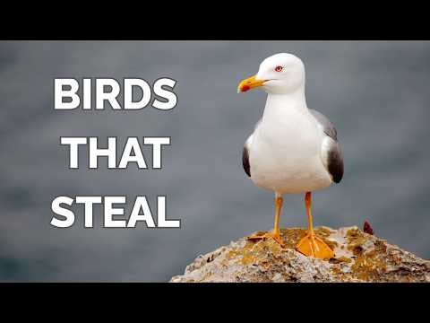 What is Kleptoparasitism in Birds? | There IS such thing as a free lunch!