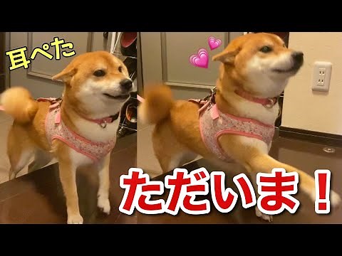 【柴犬】散歩から帰ってきたら大好きなお父さんがいて嬉しさを隠しきれない犬