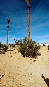 A vendre en ZA ✅ Réf V693 #Djerba #Mezraya 🏝 Superficie terrain total: 4000 m² 🏠 Superficie : 400 m² 🛏 Chambres : 7 | 🛁 Salle d'eau : 5 🌳 De beaux volumes caractérisent cette propriété, qui est en plain pied, et composée d'une maison principale, 2 logements séparés et un loge-gardien. 🔹La maison principale est composée d'une entrée, un salon avec terrasse, 1 cuisine avec terrasse et barbecue, 1 salle d'eau, 2 chambres, et 1 suite parentale avec salle d'eau privative. 🔹Le 1er logement est