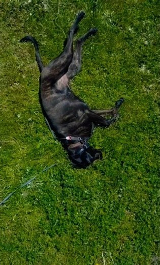 Dog Poop Compass! 🧭