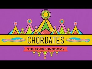 Nerdfighteria Wiki - Chordates - CrashCourse Biology #24