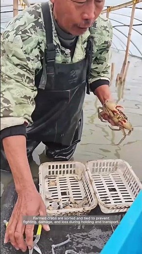 Sorting and Securing Crabs in Pond Aquaculture