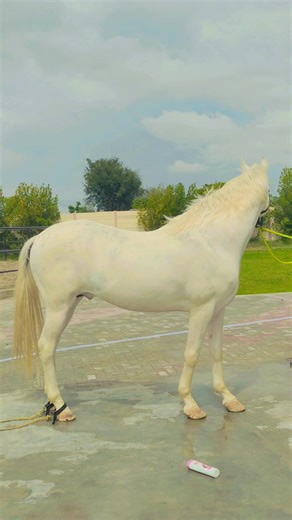 Rokhri Stud Farm House: Horse Breeding & Equine Excellence