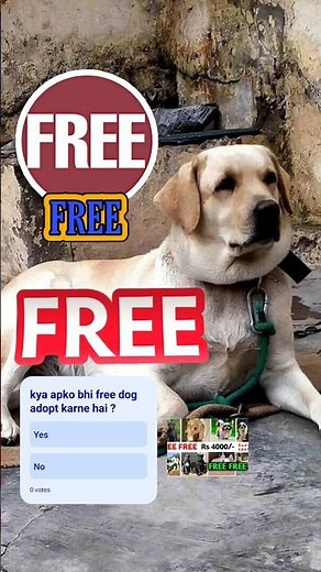 FREE FREE FREE ADOPTION LABRADOR | #shorts #dogvideos #puppy #freedog