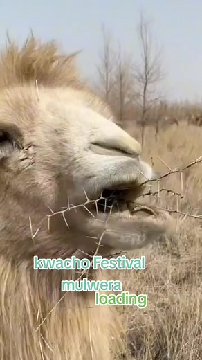 kwacho