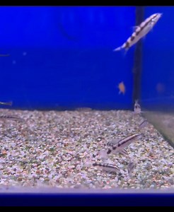 2.7K views · 16 reactions | Dwarf Chain Loach / Sidthiumunki Loach A small (~6 cm), community-oriented schooling species, best kept in groups of five or more. Unlike most loaches, which occupy the bottom of the tank, this species is active and inquisitive, exploring all levels of the aquarium. Notably, they are an effective snail predator, ideal for getting rid of pest snails. However, as a consequence, they cannot be kept with small shrimp!  | Grosvenor Tropicals | Facebook