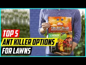 5 Best Ant Killer Options For Lawns