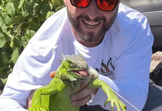 Angler Catches Invasive Iguana While Fishing In Florida Canal: “He Ran Over And Bit My Bait” | Whiskey Riff