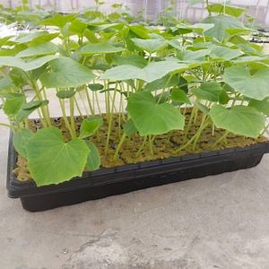 [Hot Item] Rockwool Cubes Rockwool Hydropinic Rockwool Square Rockwool Cultiline