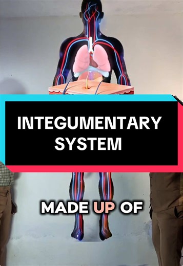 Integumentary System Explained in Anatomy and Physiology