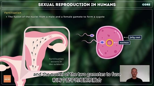 【中英字幕】IGCSE 生物 Biology - Sexual reproduction in humans (16.4)