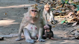LITTLE CUTE BESSIE LOOK SO HARD TO GET MILK COS MOMMY BUTTON TRY TO PUSHED BABY OUT FROM STOCK MILK HER. | Beautiful life style