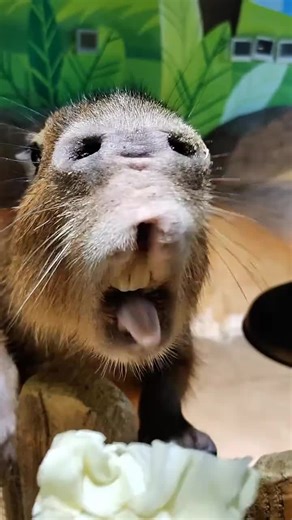 Capybara: The Adorably Unseemly Eater