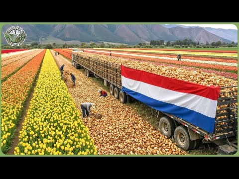 How Netherlands Makes Billions from High Tech Agriculture – Modern Large-Scale Farming