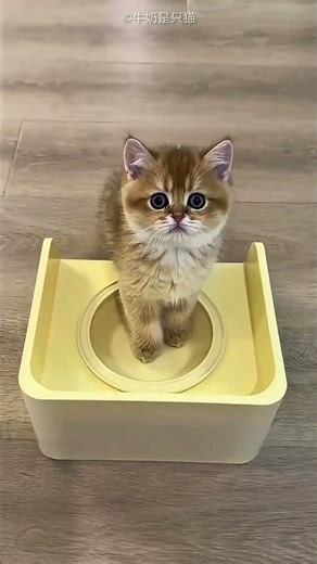 The little cat was fed last.