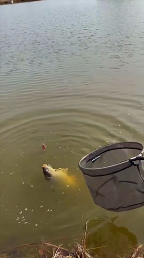 When victory is this close… and then the universe says nope 😂 | The Amateur Fishing