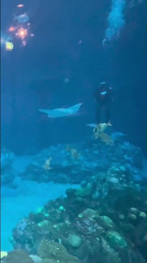 Epcot Dive Quest Book Your Underwater Adventure!