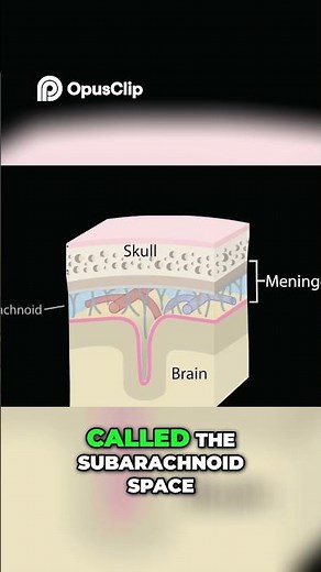 Meninges Protecting Your Brain and Spinal Cord Explained! #facts