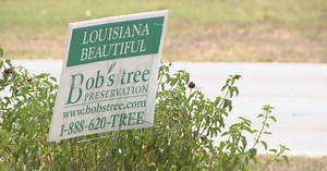 Heat stress impacting the health of trees