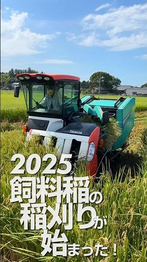 2025飼料稲の稲刈りが始まった！
