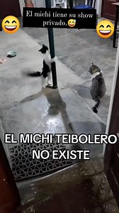 #fypシ゚ #AlgoDeHumor #michis #memes #viralreelsfacebook #animalesgraciosos #viralpost #reelsviral #viralvideo 😄🤭 | Thomas Rmrz