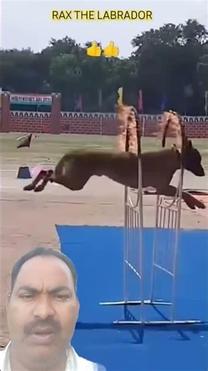 Indian Army Dog Training 🐕‍🦺🇮🇳 | Real K9 Commando Discipline & Power | #Shorts