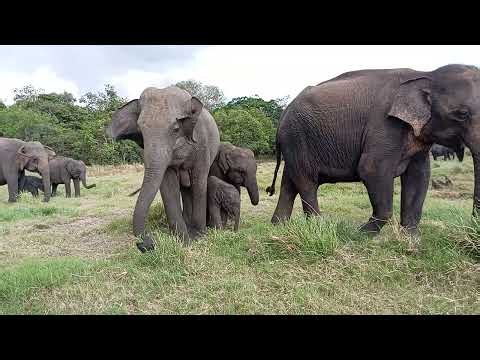 Amazing Mother Elephant Caring for Her Calves | Wild Elephant Family | Sri Lanka 🐘❤️