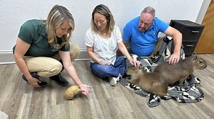 Giant rodents cuddle with visitors at the Capybara Cafe in Florida