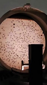 88K views · 549 reactions | Así se ven en un microscopio las larvas...