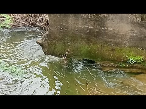 farming shorts farm life shorts trending shorts viral shorts yt shorts