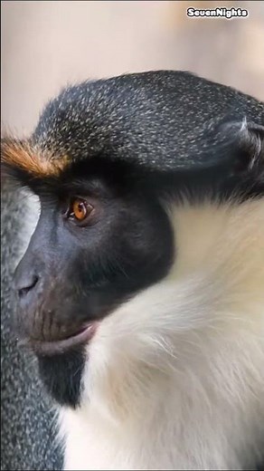 Discover Liberia's Wildlife #travel #discover #liberia #wildlife #animals #explore #nature #shorts