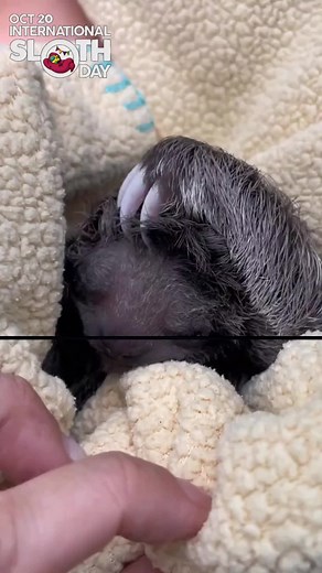 Sloth Conservation Foundation on TikTok