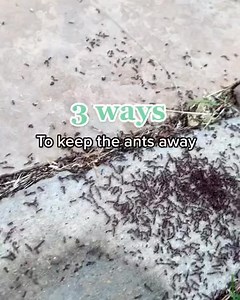 Getting rid of bugs doesn't have to cost you hundreds. Pestie is the DIY cost-effective solution that only takes minutes to apply! ✅ 💰 1/4 the cost of pest control companies ⚡️ Spray only 4x a year 🕷 Works on 100 types of bugs 🏡 Safe for the family & pets 🙌 Easy to apply & works indoors "I used one application and haven’t seen a single spider since. I am quite literally resting easier these days." - Sierra F. Stop waking up to those pests and get your kit today! Free shipping & results guara