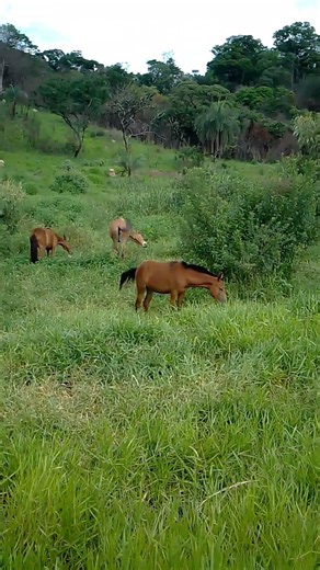 você conhece os sinais de comunicação dos cavalos? #horse #donkey #cavalo #egua #animais