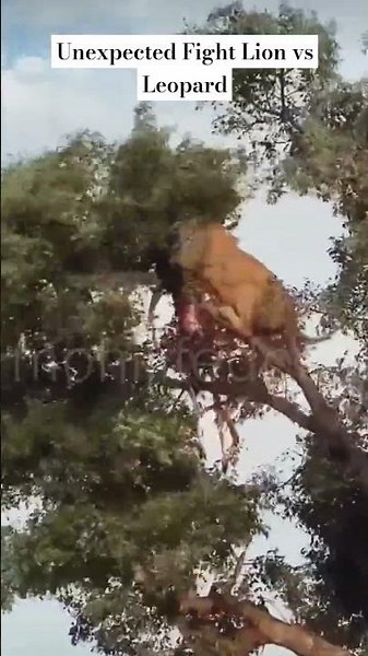 Unexpected Tiger Vs Leopard Real Fight on the Tree | Leopard Runaway #tiger #leopard #wildafrica