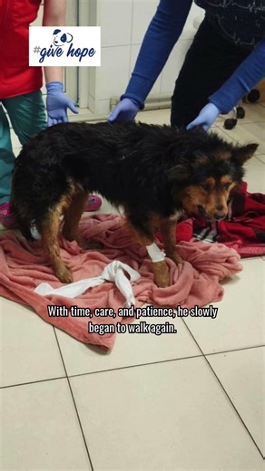 Three dogs who could not walk are now running free again