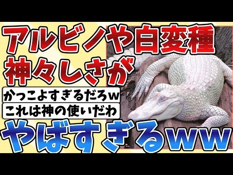 【2ch動物スレ】アルビノや白変種の生き物の神々しさが凄すぎると話題にｗｗｗ