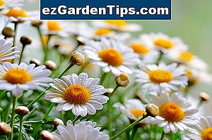 Cómo eliminar una raíz de árbol de superficie 🌱 Tips Jardineros - Es.ezGardenTips.com